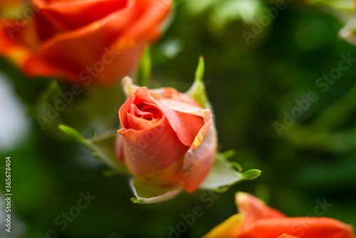 A bouquet of small orange flowers on a light background