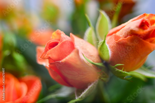 A bouquet of small orange flowers on a light background