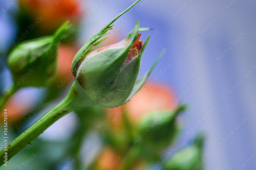 A bouquet of small orange flowers on a light background A bouquet of small orange flowers on a light background