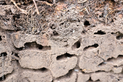 a cross section of the ant hill shows the moves the way ants move with eggs