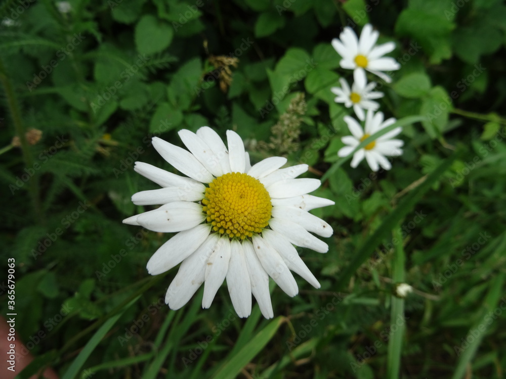 white daisy flower