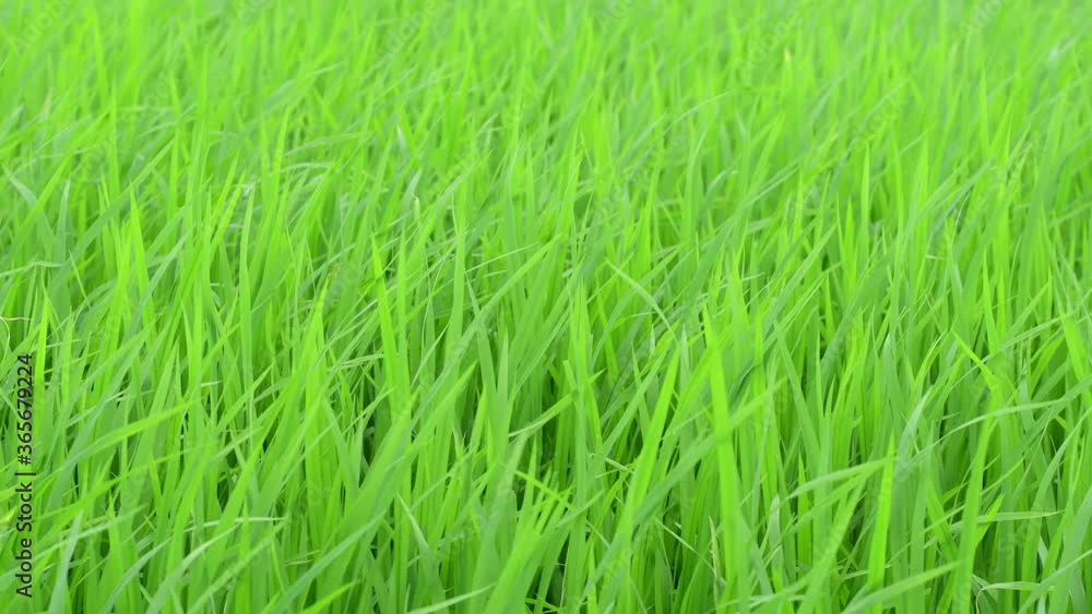 Green rice field with wind Green rice field with wind