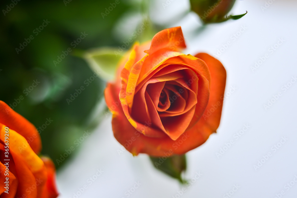 A bouquet of small orange flowers on a light background A bouquet of small orange flowers on a light background