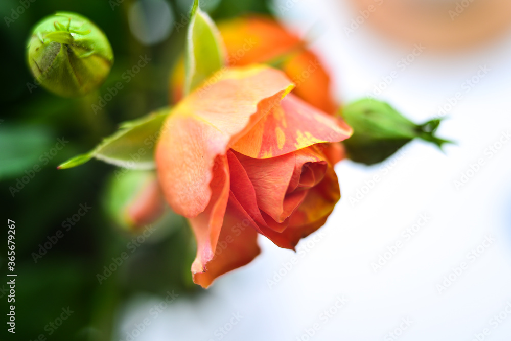 A bouquet of small orange flowers on a light background A bouquet of small orange flowers on a light background