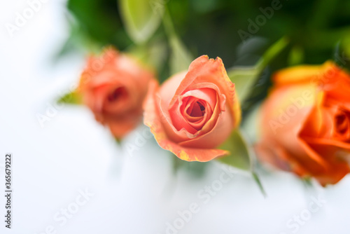 A bouquet of small orange flowers on a light background