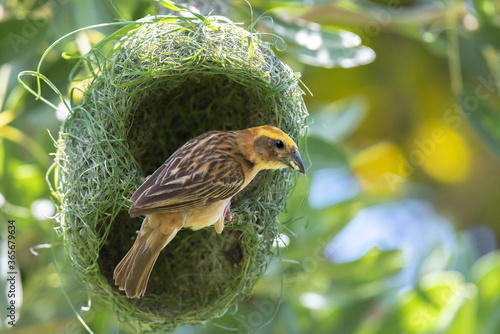 Asian golden weaver bird on nest.
