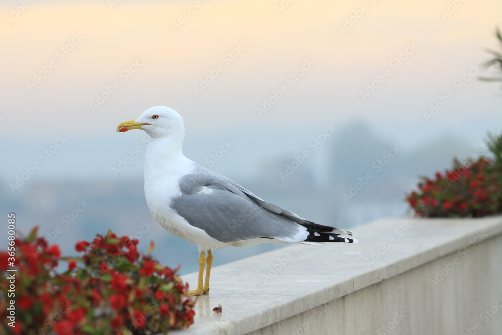 Obraz premium seagull on the building