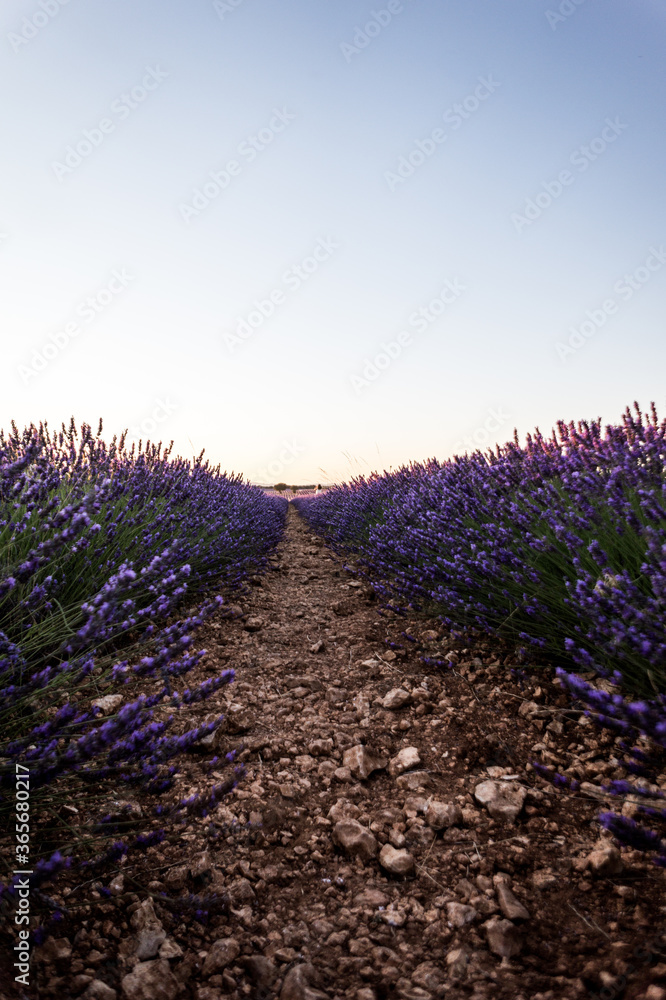 Obraz premium Vertical shot of a lavender field captured in Brihuega, Spain