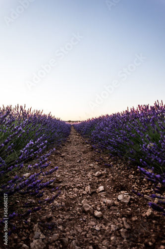 Vertical shot of a lavender field captured in Brihuega  Spain