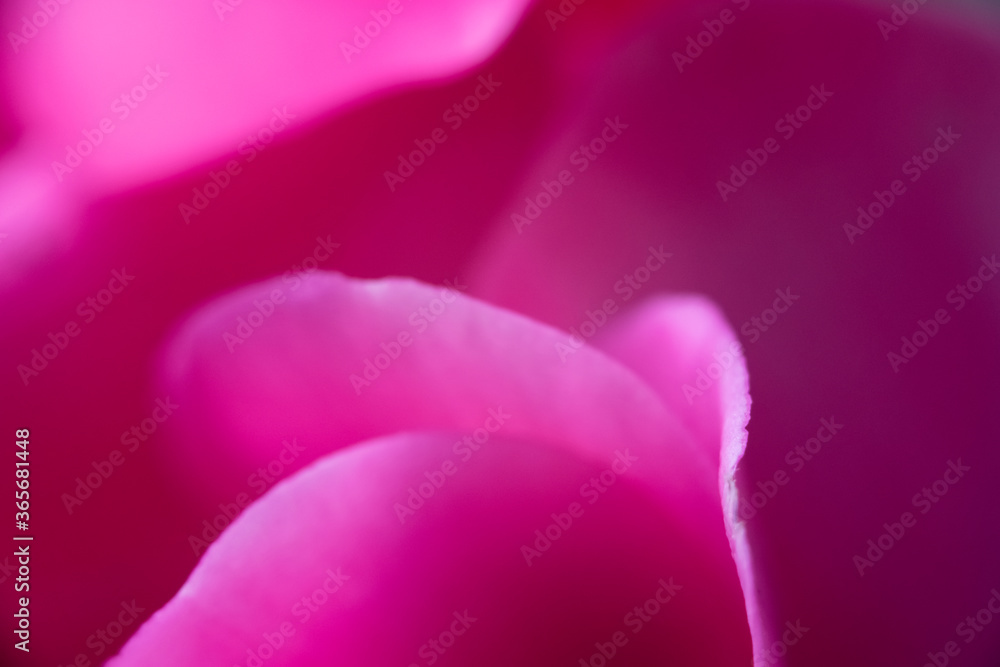 Pink flower petal macro abstract texture background design