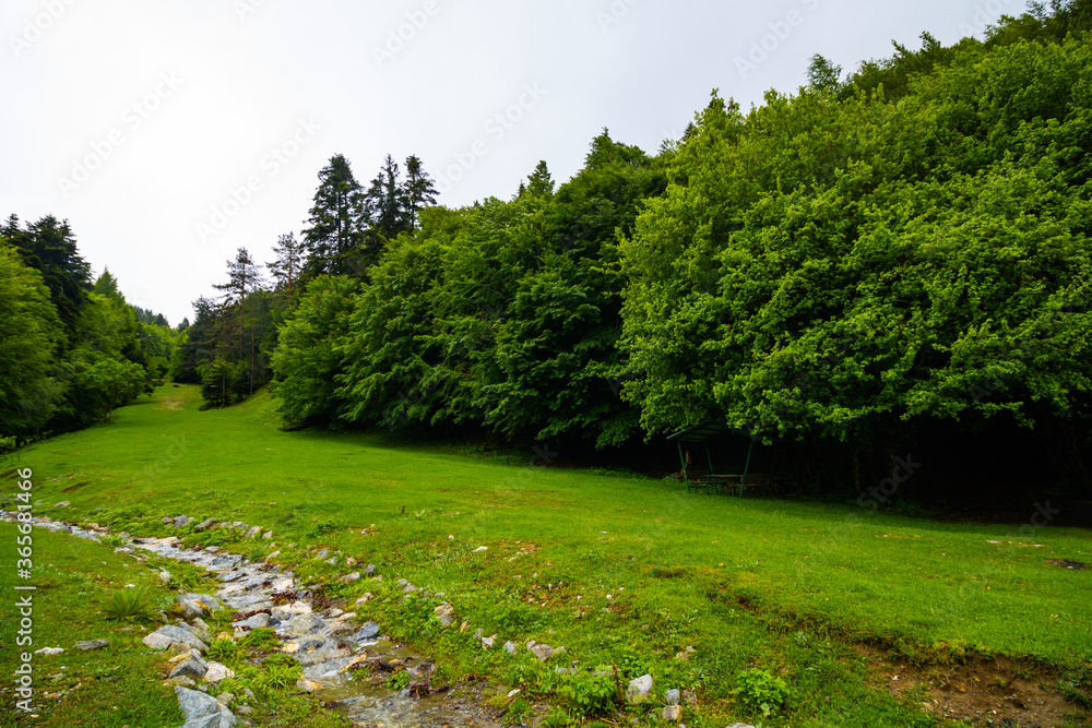 a stream in the forest with cloudy sky a stream in the forest with cloudy sky