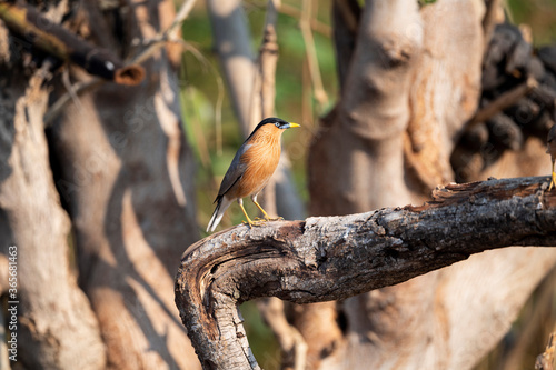 Brahminy starling