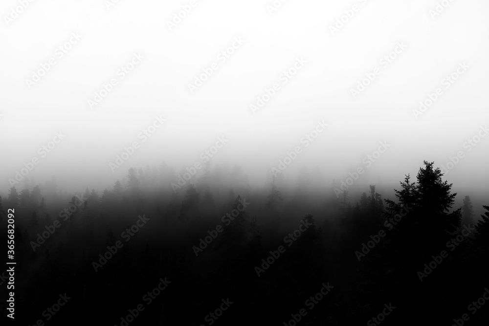 Naklejka premium Black and white photo of Fog and Forest