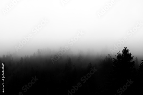 Black and white photo of Fog and Forest 