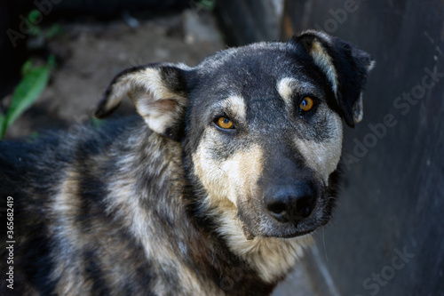 Portrait of a stray dog  gray in color with brown eyes