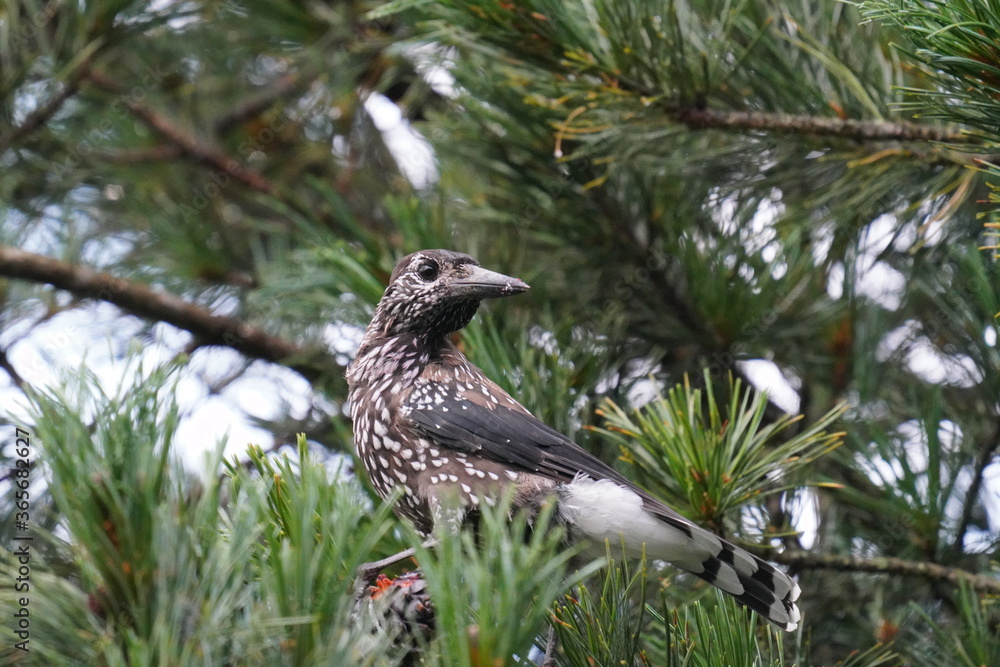a nutcracker perched on a swiss stone pine a nutcracker perched on a swiss stone pine
