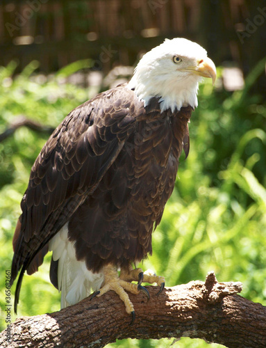 Bald Eagle sitting on a branch