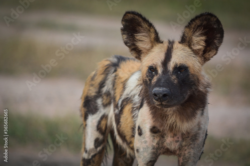 Wild dog looking into the camera