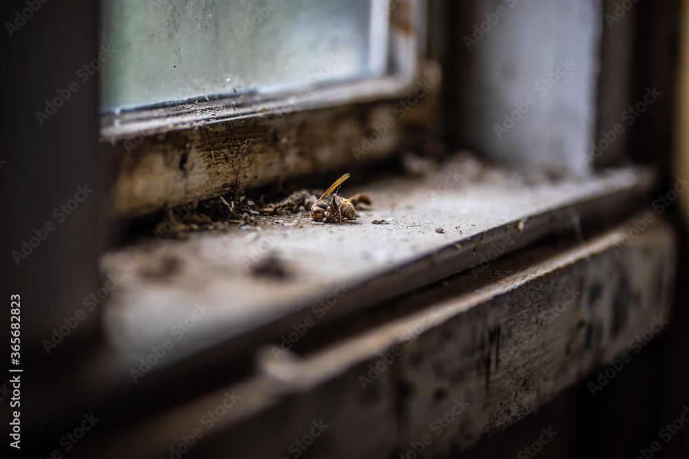 Toto Hornisse Biene Wespe liegt auf einem alten staubigen Fensterbrett