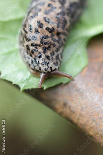 Tiger snail looking for shadow photo