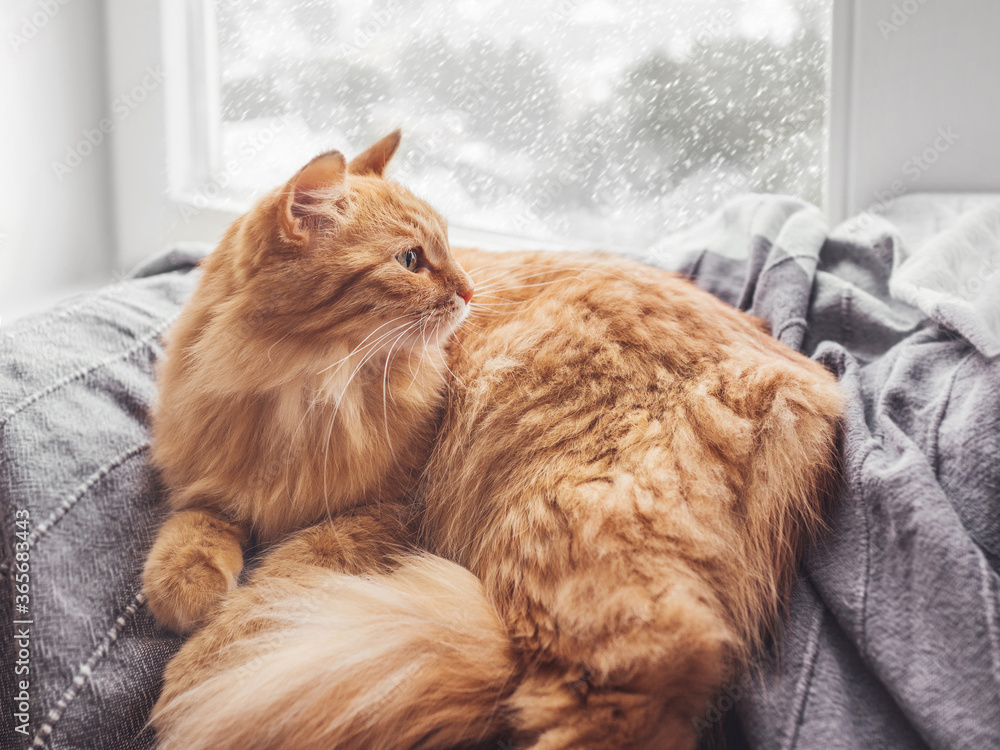 Cute ginger cat lying on blanket. Fluffy pet on window sill. Snowy weather outside. Domestic animal at cozy home.