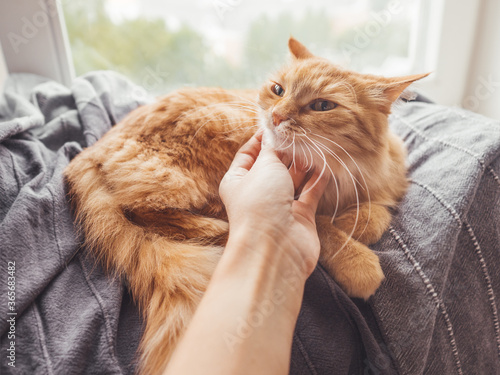 Photos Woman strokes cute ginger cat lying on blanket on window sill