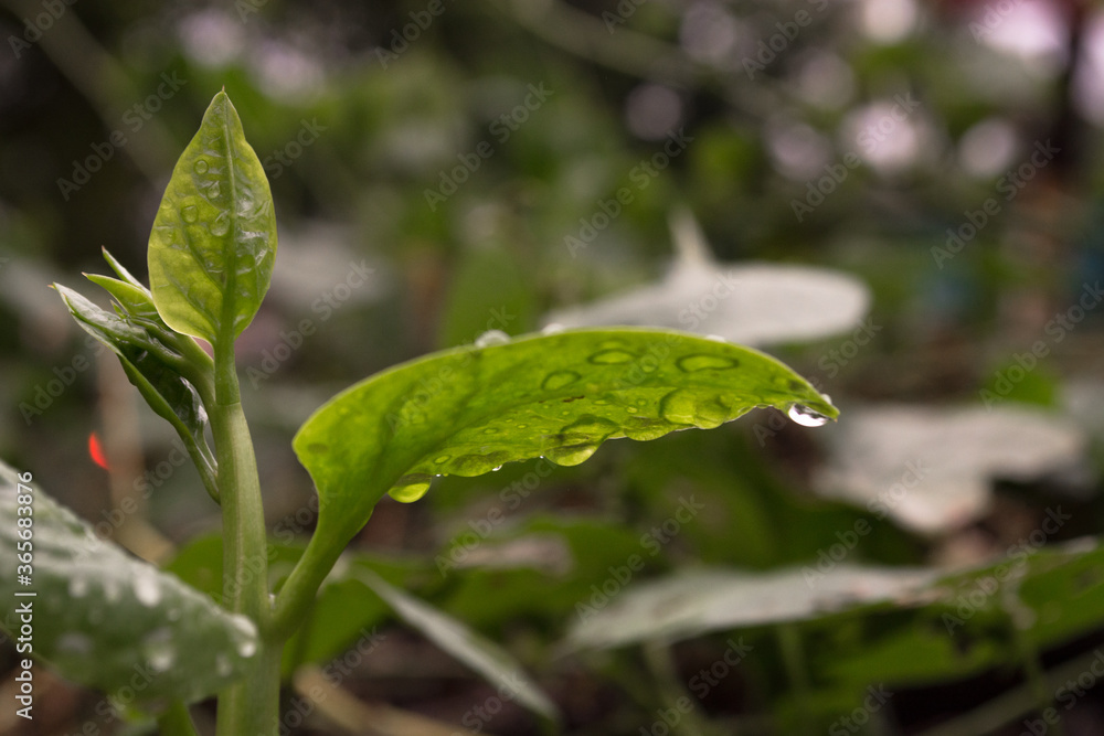 rain drops on a leaf rain drops on a leaf