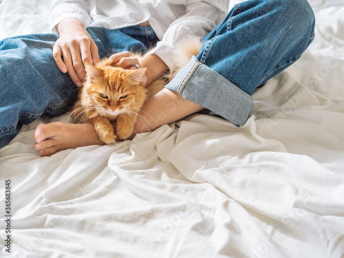 Woman in classic blue jeans sits on crumpled bed sheet and strokes cute ginger cat. Fluffy pet on unmade bed. Lazy morning bedtime with fluffy pet in cozy home. Bedroom lit with sunlight.