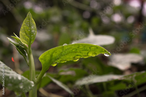 rain drops on a leaf