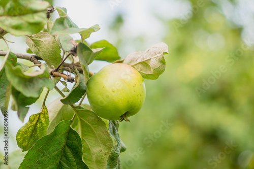 Summer in rustic garden concept - green apple on a branch close up