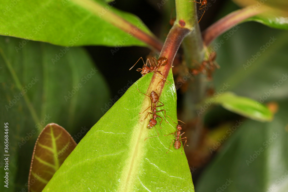 Close up macro red ant on green leaf on nature at thailand Close up macro red ant on green leaf on nature at thailand