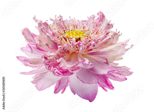Lotus flower  Close up of Pink lotus flower blooming isolated on white background  with clipping path  