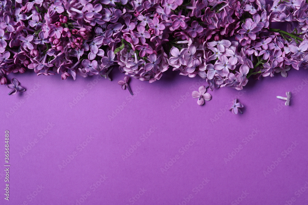 Beautiful lilac blossom on purple background, flat lay. Space for text Beautiful lilac blossom on purple background, flat lay. Space for text