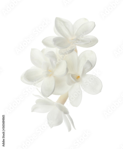 Beautiful fresh lilac blossom isolated on white © New Africa
