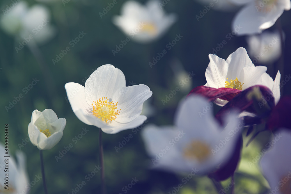Obraz premium Beautiful blossoming Japanese anemone flowers outdoors on spring day