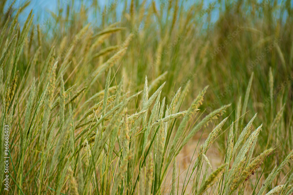 green grass on the beach green grass on the beach