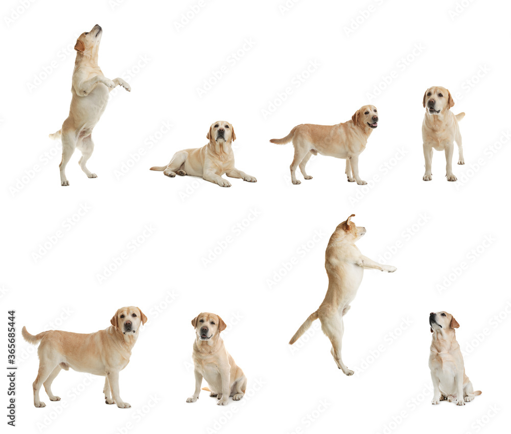 Set of adorable Labrador Retriever dogs on white background Set of adorable Labrador Retriever dogs on white background