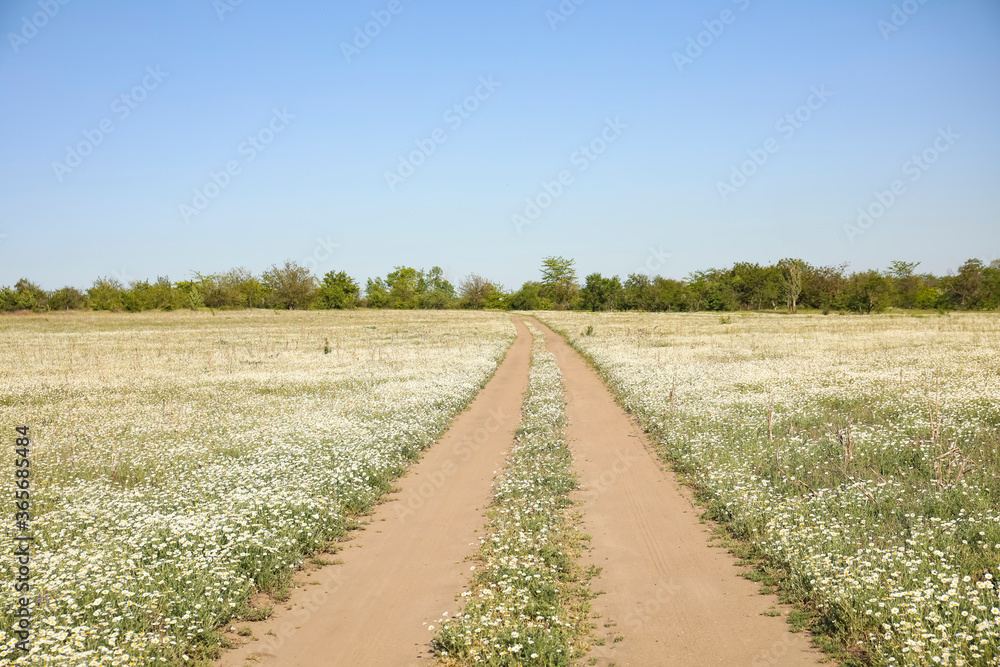 Country road going through beautiful chamomile field  on sunny day