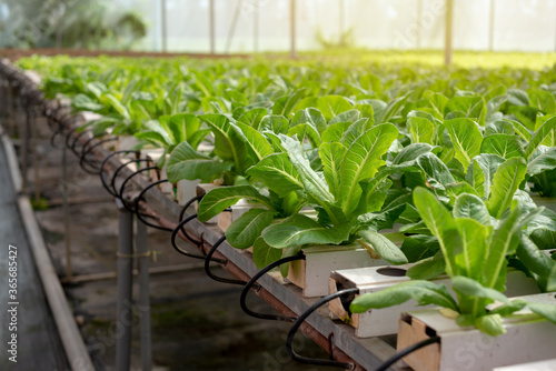 Cos organic hydroponic vegetable