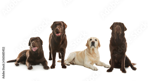 Set of adorable Labrador Retriever dogs on white background