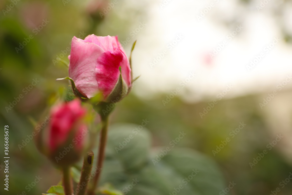 Beautiful pink rose bud outdoors, closeup. Space for text Beautiful pink rose bud outdoors, closeup. Space for text