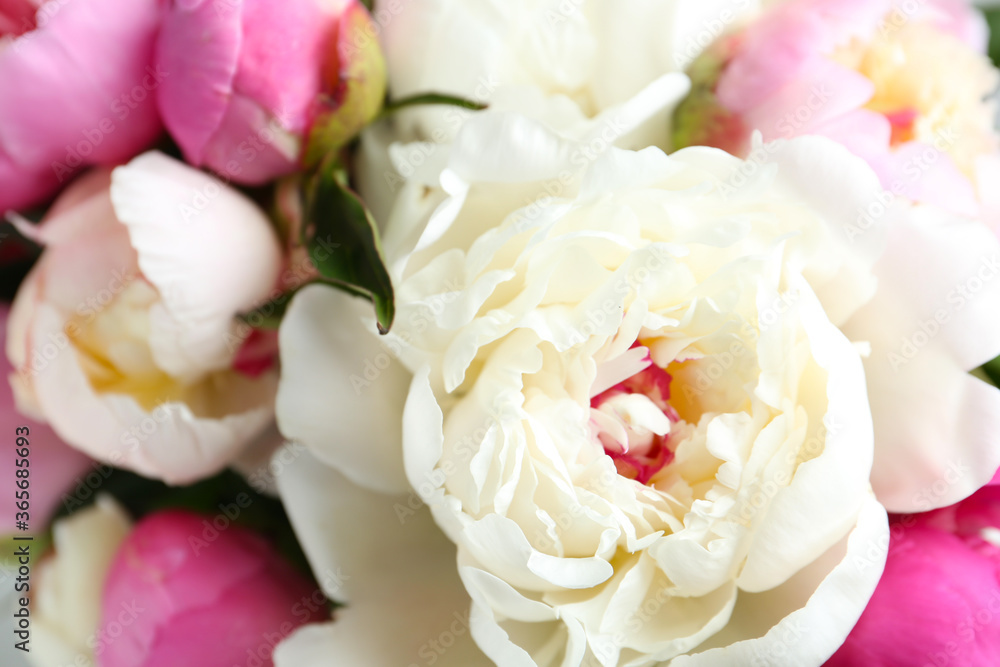 Obraz premium Closeup view of beautiful fragrant peony flowers