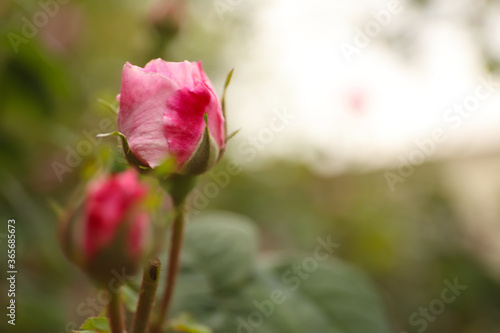 Beautiful pink rose bud outdoors  closeup. Space for text