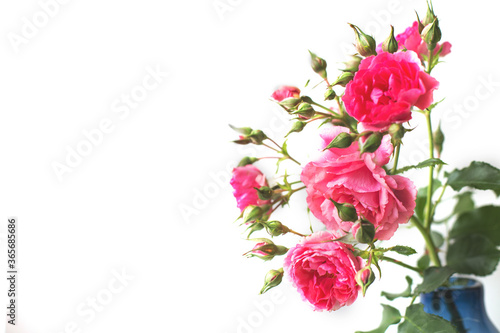 bouquet of a rose flowers isolated on a white background.