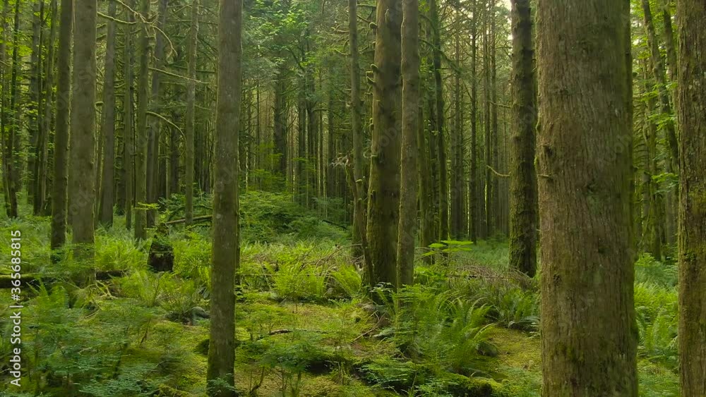 Canadian Rain Forest. Beautiful View of Fresh Green Trees in the Woods with Moss. Taken in Golden Ears Provincial Park, near Vancouver, British Columbia, Canada. 4K Pan Canadian Rain Forest. Beautiful View of Fresh Green Trees in the Woods with Moss. Taken in Golden Ears Provincial Park, near Vancouver, British Columbia, Canada. 4K Pan