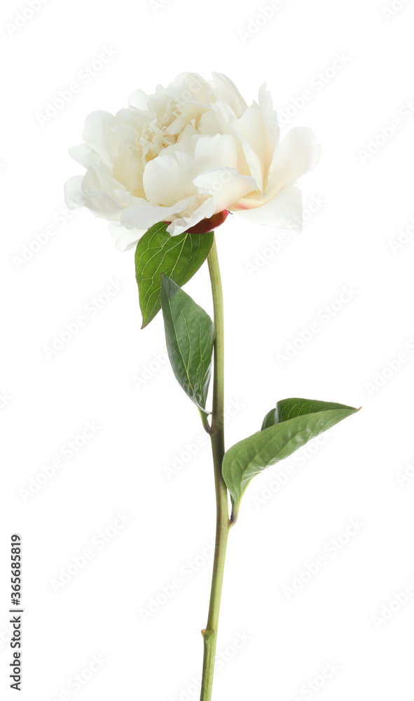 Beautiful fragrant peony flower isolated on white