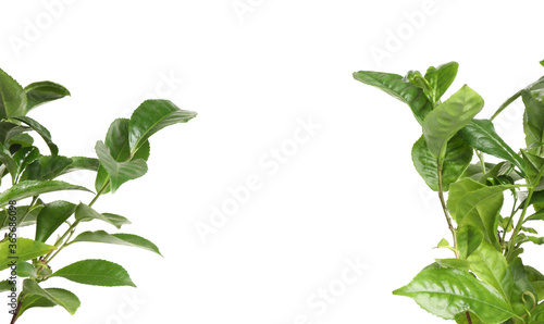 Green leaves of tea plant on white background