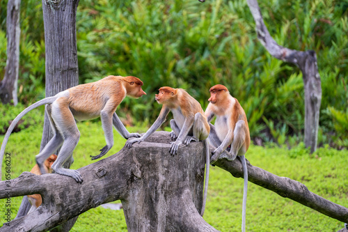 Photography Wild Proboscis monkey or Nasalis larvatus, in rainforest of Borneo, Malaysia
