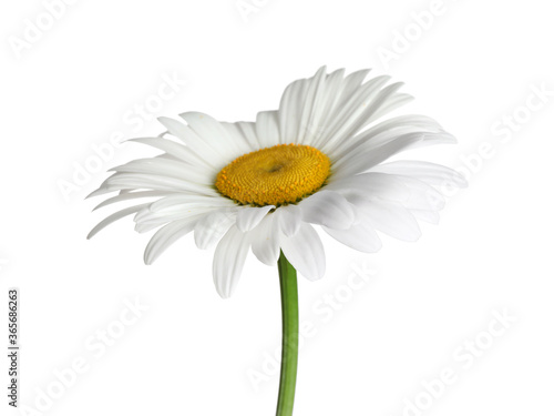 Fototapeta Naklejka Na Ścianę i Meble -  Beautiful fragrant chamomile flower isolated on white