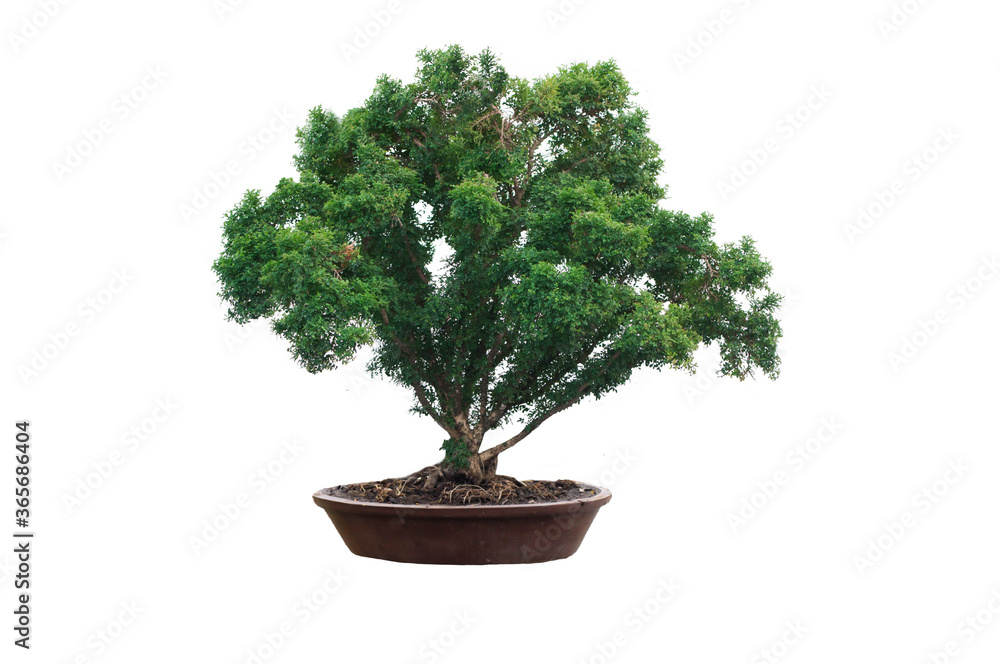 bonsai tree isolated on white background bonsai tree isolated on white background